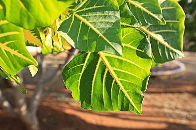 微软将XGPU＆PCGP1美元试用期从1个月缩短至14天